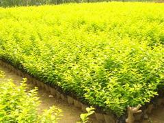 苗木綠化,哪里能買到劃算的金葉女貞,苗木綠化,哪里能買到劃算的金葉女貞生產廠家,苗木綠化,哪里能買到劃算的金葉女貞價格