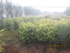 保質又保量的大型苗木基地-華北奧森苗木基地!|林木種子|綠化苗木|供應信息|597苗木網