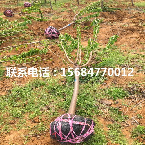 羅亞明櫻桃苗批發 羅亞明櫻桃苗價格