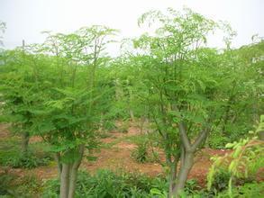 【江蘇印度辣木種子怎么賣】價格,廠家,其它綠化苗木-搜了網