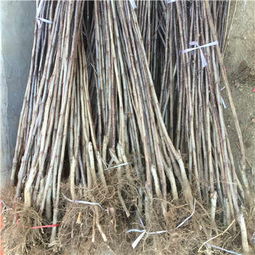 新聞 新疆地徑一公分甜紅籽山楂苗批發價格