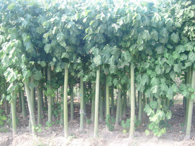 【青桐種子價格 青桐種子銷售 青桐銷售】價格,廠家,圖片,花卉種子種苗,沭陽縣景洲綠化苗木場-