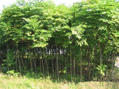 胸徑5公分香花槐-5公分欒樹-6公分法桐-7公分國槐-合歡|林木種子|綠化苗木|供應信息|597苗木網