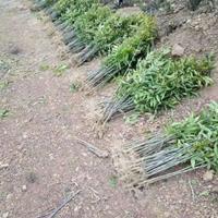 優質當年無患子小苗&middot;無患子小苗價格&middot;無患子小苗批發