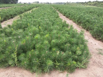 信合苗木專業合作社供應各種規格綠化苗/經濟類苗木/種子等苗木 白皮松圖片_高清圖_細節圖-信合苗木合作社(個體經營)