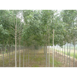 苗木、泰安苗木基地、平盛苗圃_水果種子種苗_第一槍