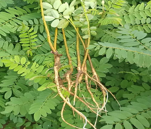 紫穗槐 輝達苗木專注質(zhì)量 紫穗槐收購