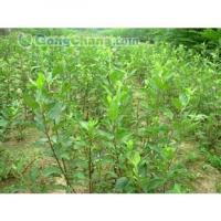 豫北果樹苗木基地：優(yōu)質(zhì)蘋果樹苗供應商，新鄉(xiāng)蘋果樹苗首選