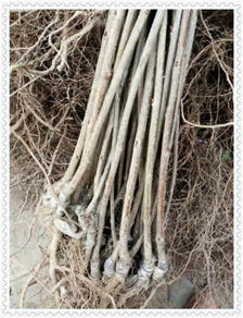 貴州赤水吉塞拉櫻桃砧木苗供應情況與價格分析