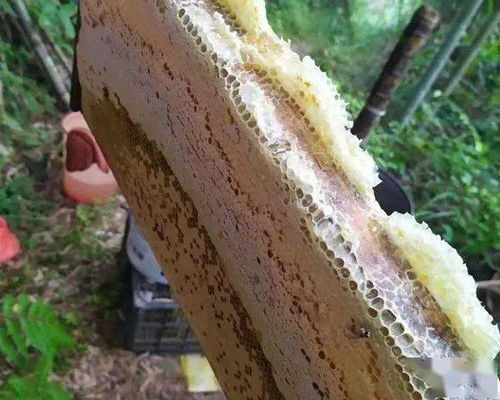 大農(nóng)圈農(nóng)業(yè)供求信息第二百五十七期 種子苗木