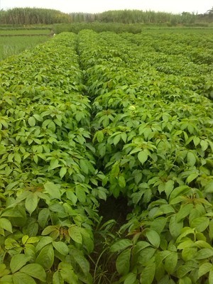 金絲瓜種子采購指南 平臺選擇與產(chǎn)品詳情解析