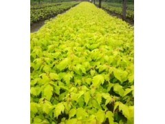 培養(yǎng)山東美國紅楓優(yōu)美花冠的專業(yè)修剪技巧