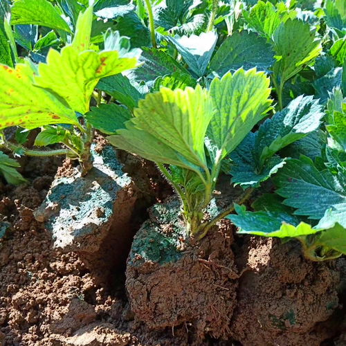 脫毒2代圣誕紅草莓苗 優(yōu)質(zhì)品種與批發(fā)指南