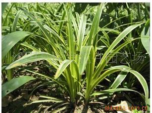 金邊麥冬 多功能觀賞苗木與種子的種植與養護指南