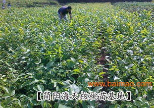 青皮核桃樹苗批發指南 生產廠家與價格分析