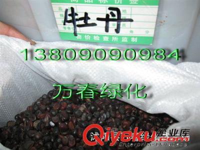 優質鳶尾種子與鳶尾苗批發指南