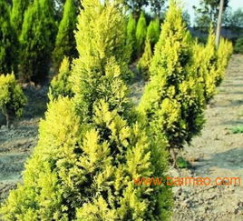 甘肅針葉類苗木與蘭州園林綠化苗木供應解析