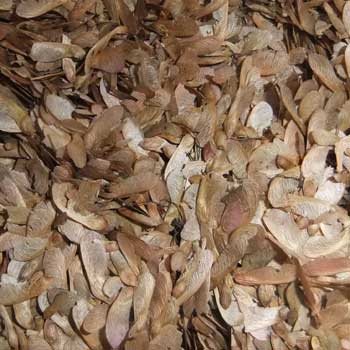 江蘇正茂花卉苗木種子 引領綠色產業新風尚