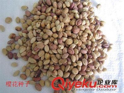 供應花卉種子與檜柏種子 沭陽縣德盛桂花種植園的優質產品與服務