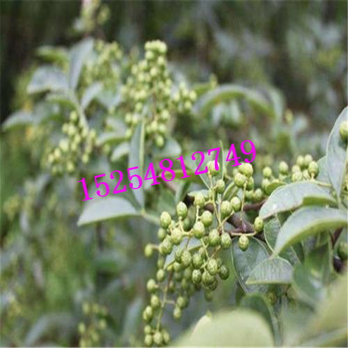 哪里有便宜的花椒苗？大紅袍花椒苗基地及一級花椒貨源指南