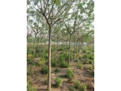 國槐苗木價格與選購指南