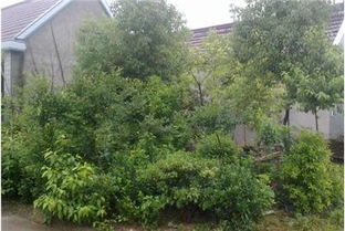 歡迎選購 5畝苗木、盆景、綠化種子緊急出售