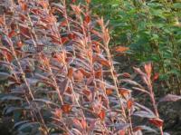 東北油松苗繁殖培育與栽培注意事項