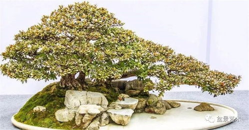 盆景營養土培養方法 種子與苗木的培育指南