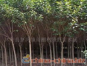 綠化工程苗木與種子苗木概述