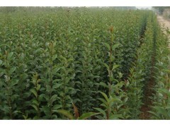 河南焦作大葉女貞、紅葉李、欒樹、國槐、法桐、白蠟、海棠小苗及林木種子價格信息概覽