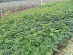 江西紫荊苗木市場概況 價格、批發與供應信息解析