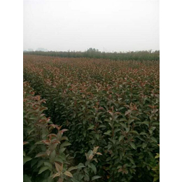 日照海棠 品質(zhì)苗木與藥材種植的專業(yè)選擇