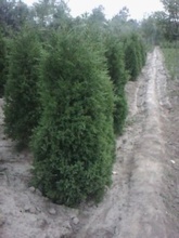 漳州綠化苗 優(yōu)質(zhì)種苗、種子與種球批發(fā)供應(yīng)指南