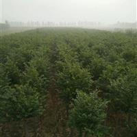 圓冠榆的優(yōu)質(zhì)種子種類與山東聊城東岳苗木基地的專業(yè)供應(yīng)