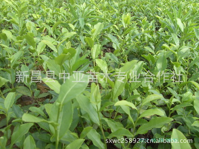 新昌中亞苗木合作社 優(yōu)質(zhì)龍井43茶苗，開啟茶園致富新篇章