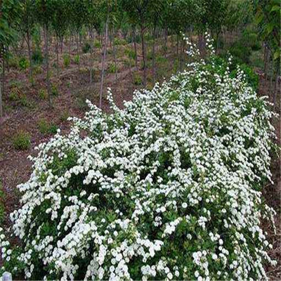 開原市靠山鎮(zhèn)森源苗木種子經(jīng)銷處 專業(yè)苗木種子，助力綠色產(chǎn)業(yè)發(fā)展