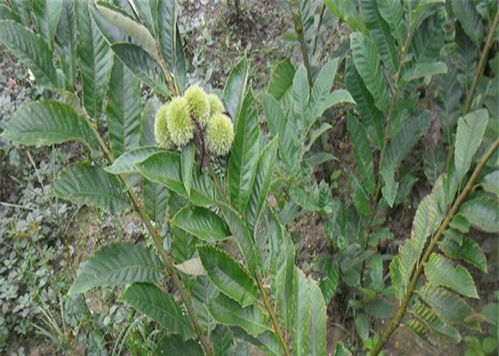 直銷早香2號板栗苗 一年生板栗苗種植與養(yǎng)護(hù)全攻略