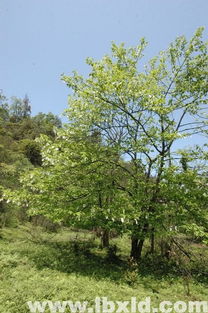 江西九江縣林木種子 綠化與造林的優(yōu)質(zhì)苗木與種子供應(yīng)商