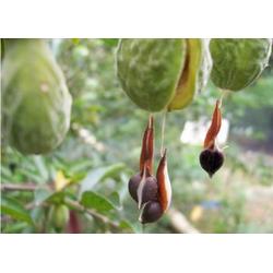 種下希望，收獲未來 探索種子苗木的產(chǎn)業(yè)生態(tài)鏈