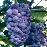 譚平林產(chǎn)品供應(yīng)精選 十大果樹苗木與綠化苗全解析（第10頁）