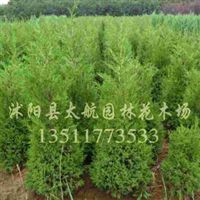 江蘇沭陽太航園林花木場產品縱覽 綠化苗木、種子及地被植物供應