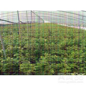 山西地區適宜種植的含香櫻桃樹苗品種推薦與栽培要點