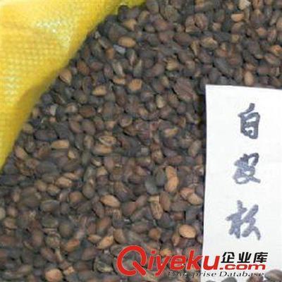 建大園藝苗木 優質白皮松種子的專業供應商