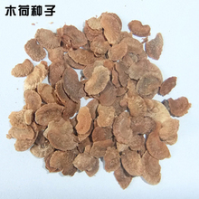 木荷種子全面解析 最新產品參考與選購指南