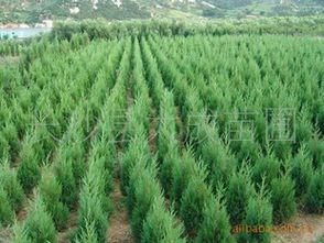 大成苗圃 蜀檜苗木專業供應商，提供多種規格及優惠價格指南