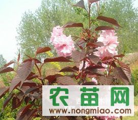 一站式獲取綠化苗木信息 價格、廠商與圖鑒盡在農苗網中興苗圃